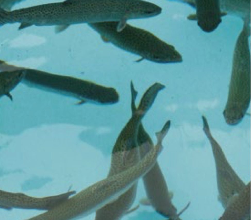 Advanced ozone water treatment in recirculating aquaculture systems (RAS) for higher fish growth and production efficiency